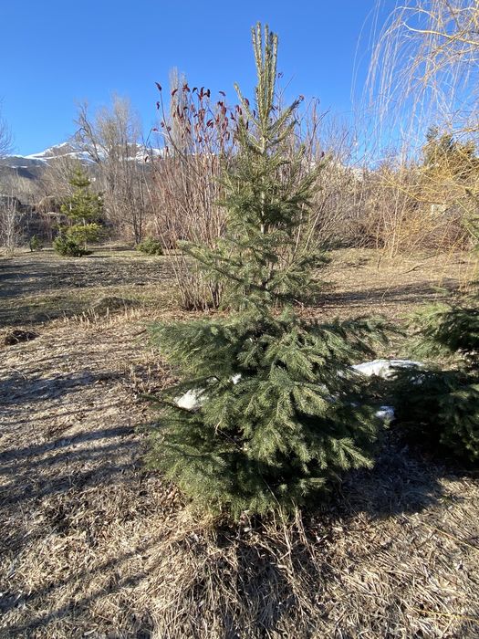 Ель саженец ель саженец