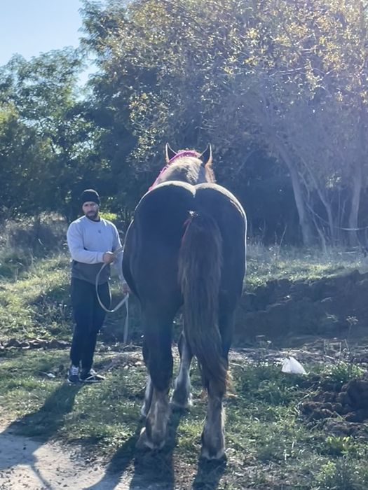 Vand sau schimb armasar de 4 ani