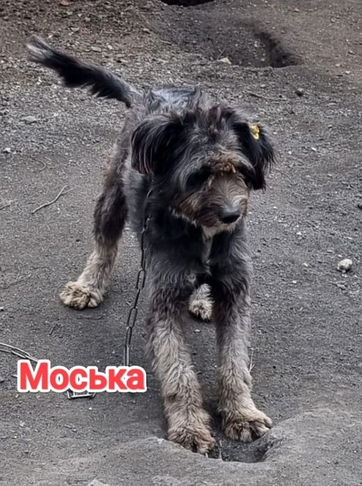 Дарю в добрые и ответственные руки