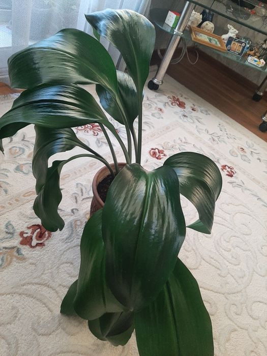 Продам большой цветок Эухарис