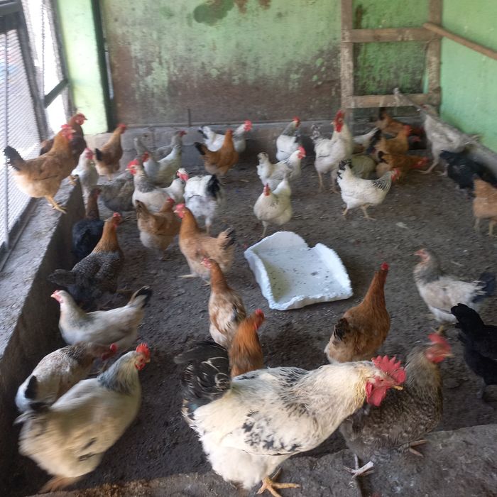 Яйца на инкубатор Адлер кучин