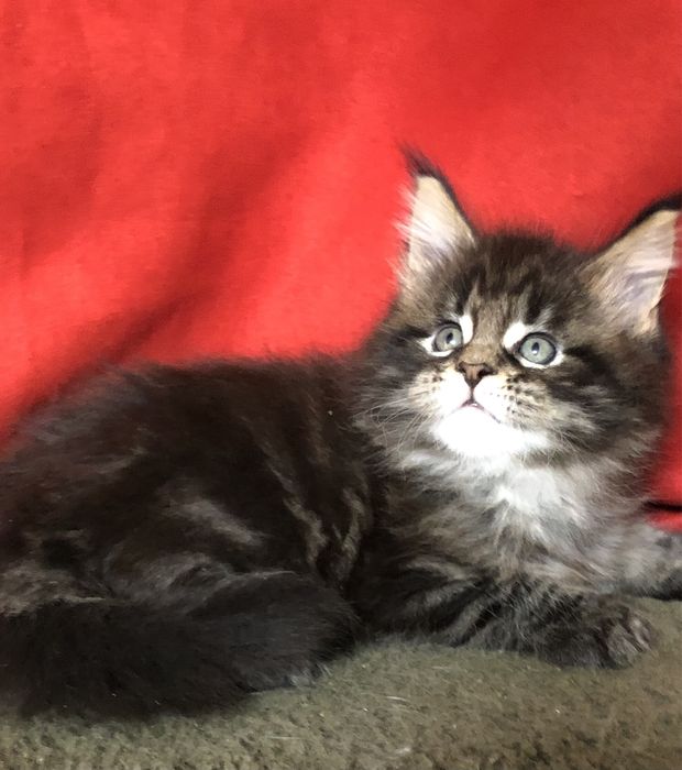 Мейн-Кун! Мальчик!