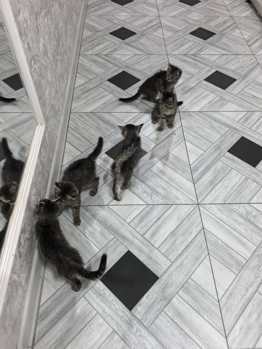 Отдам даром котят в добрые руки. 2 месяца. Доставка по Ташкенту