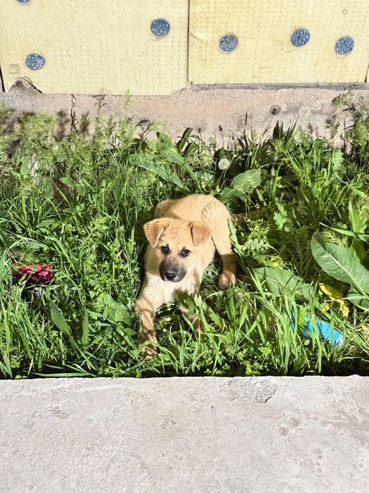 Ищем дом для щенка