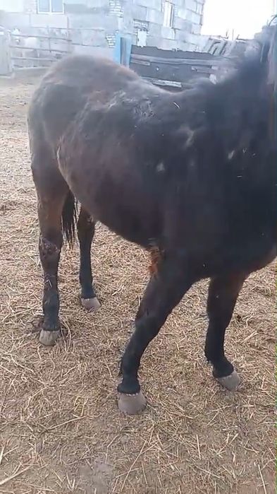 Откорм байтал сатылады