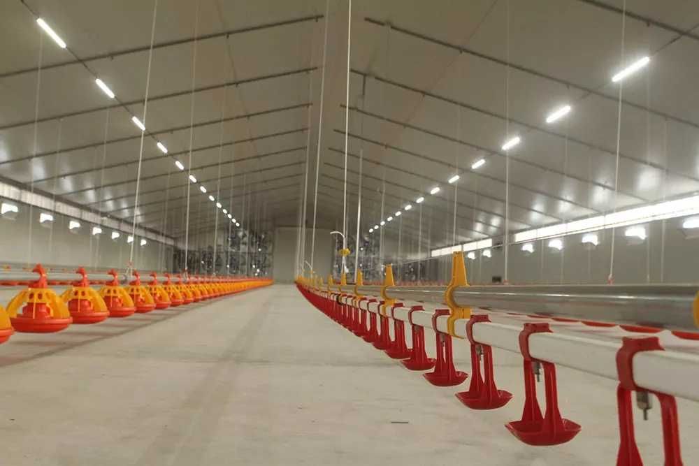 Клетка для кур несушек