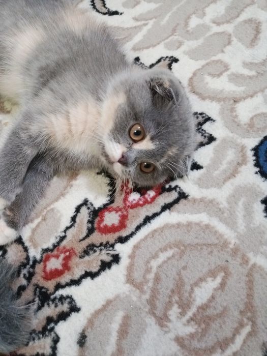 Xotinni aldash haqida porno video