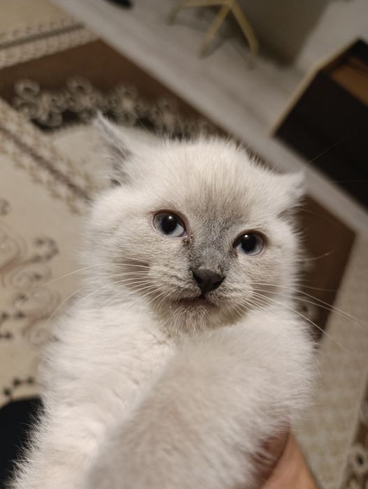 Котята девочка британская кратко шортсная