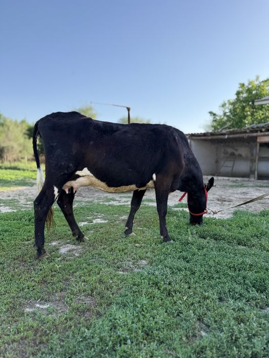 Бұзаулы сауынды сиыр