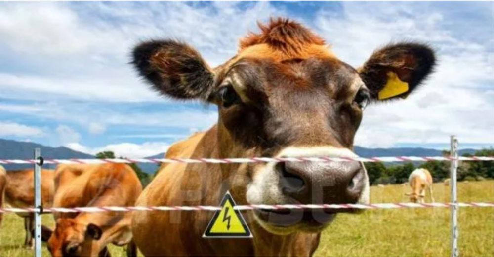 Электропастух Изгородь для животных забор