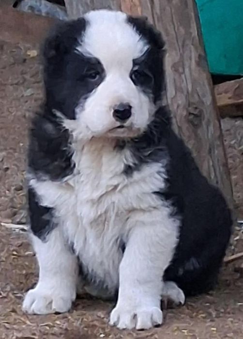 Средноазиатска овчарка