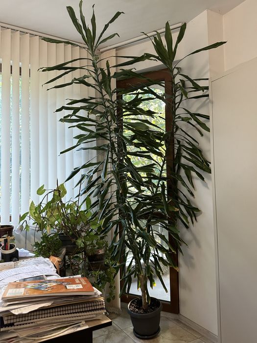 Дърво Драцена (Dracaena)