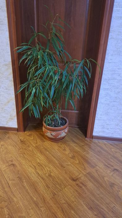 Цветы  комнатные