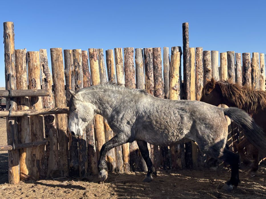 Жеребец табунный