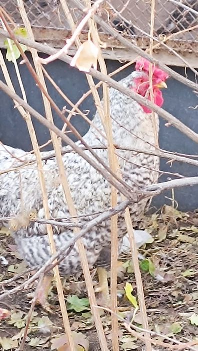 Петух на племя молодой