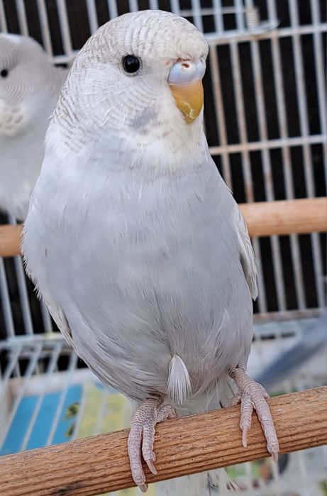 Peruși Peruși Peruși