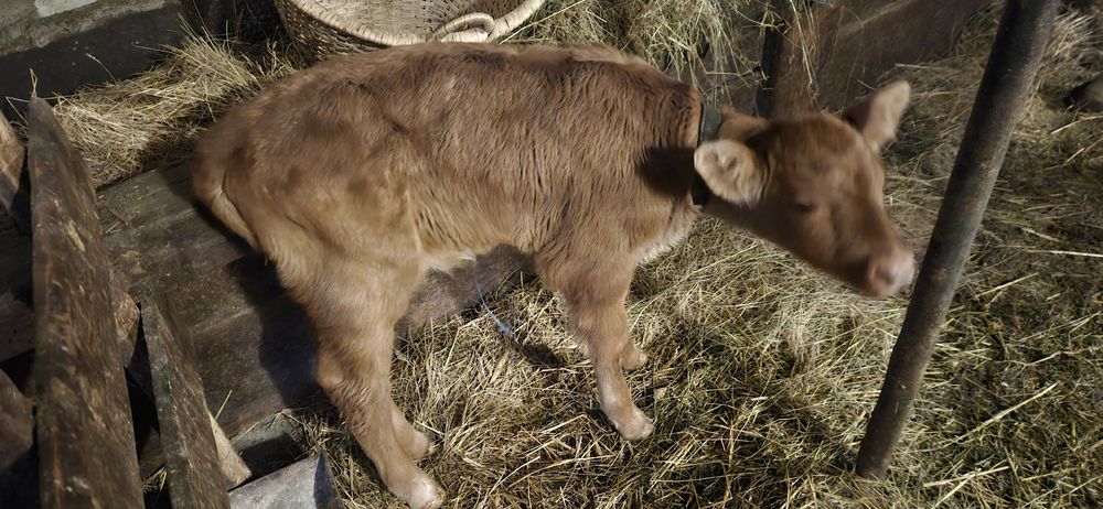 Vând 2  viței balțați