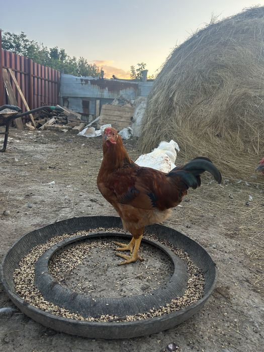 Продам петухов домашние