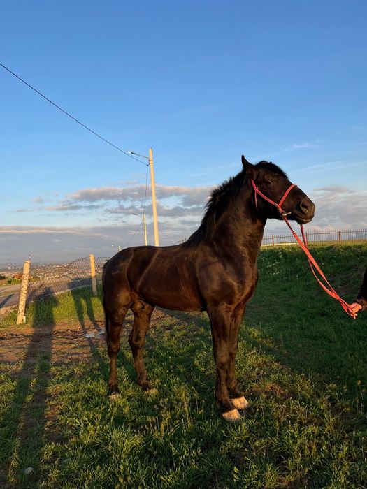 Продаётся лошадь