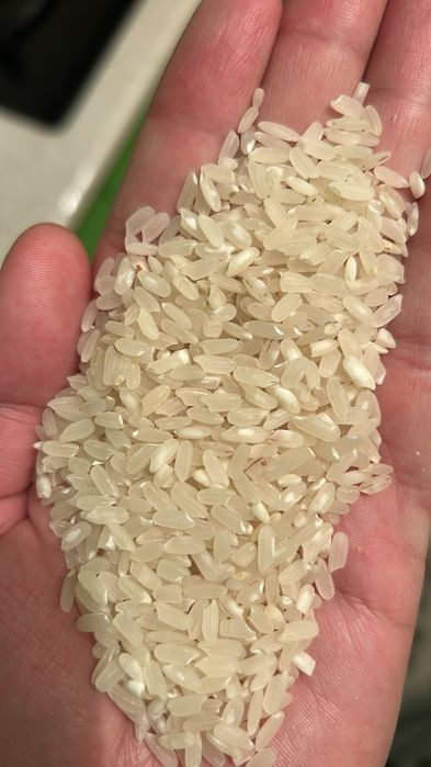 Рис универсальный сорта аланга