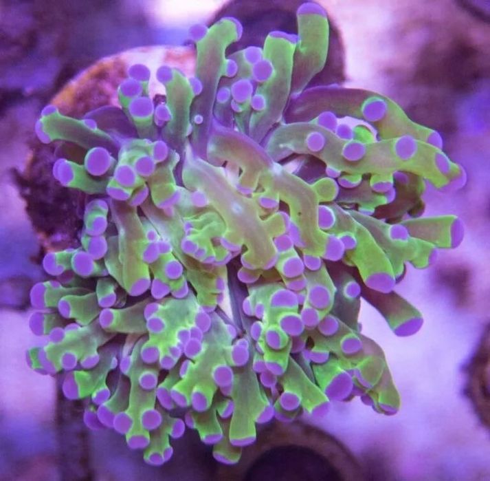 Эуфилии. Море. Аквариум.