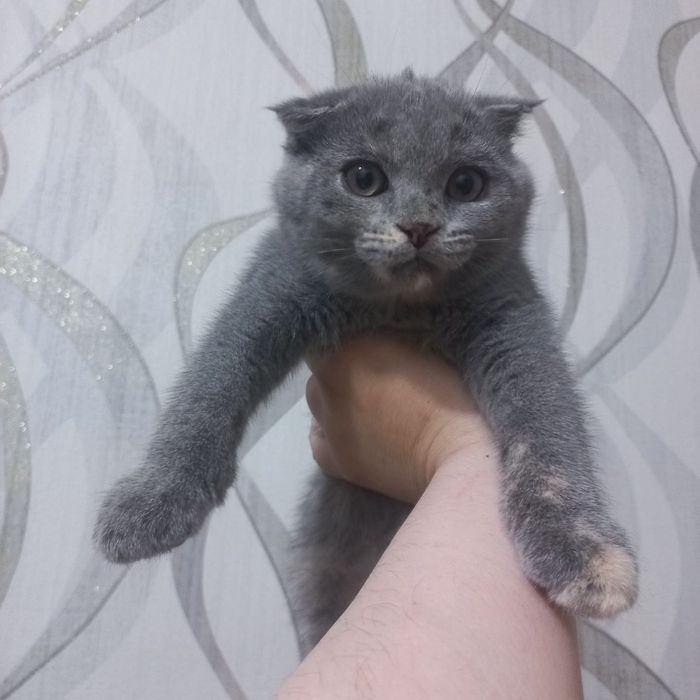 Скотиш фолд девочка