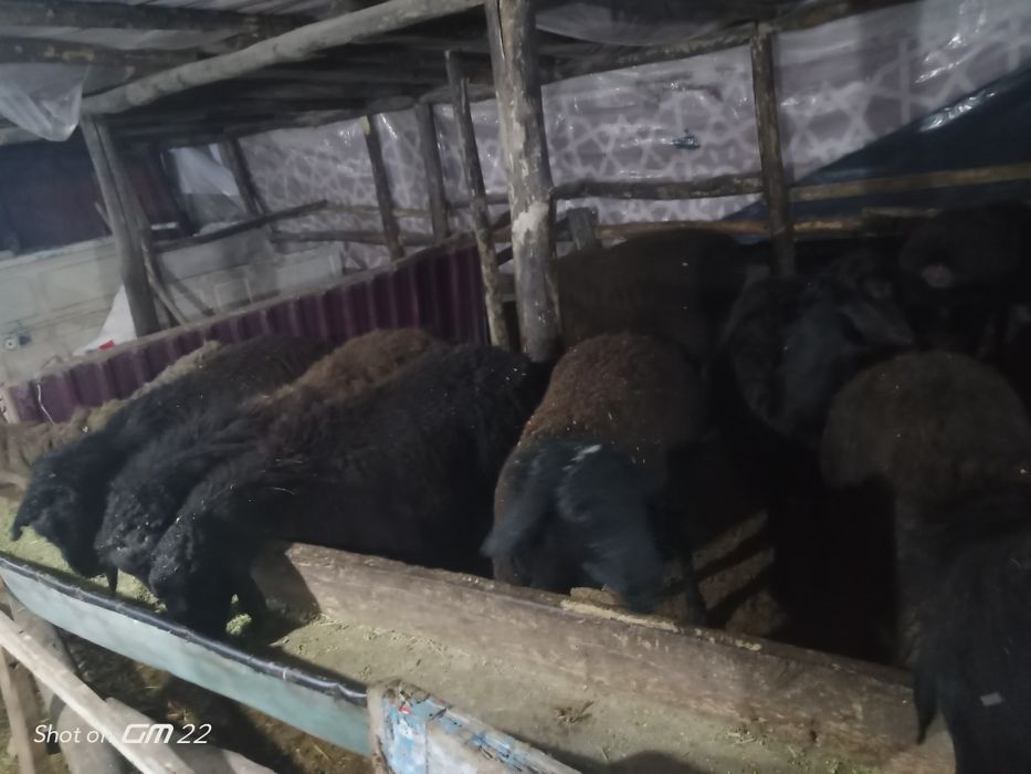 qoy Qoʻzi qoʻchqorlar sotiladi