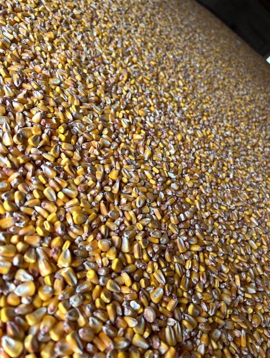 15 tone porumb boabe calitate foarte buna