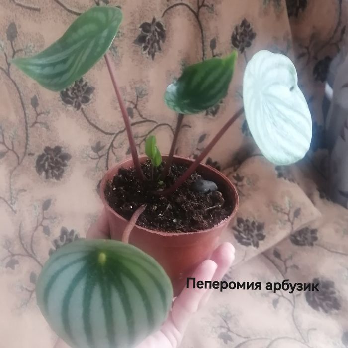 Продам комнатные цветы.