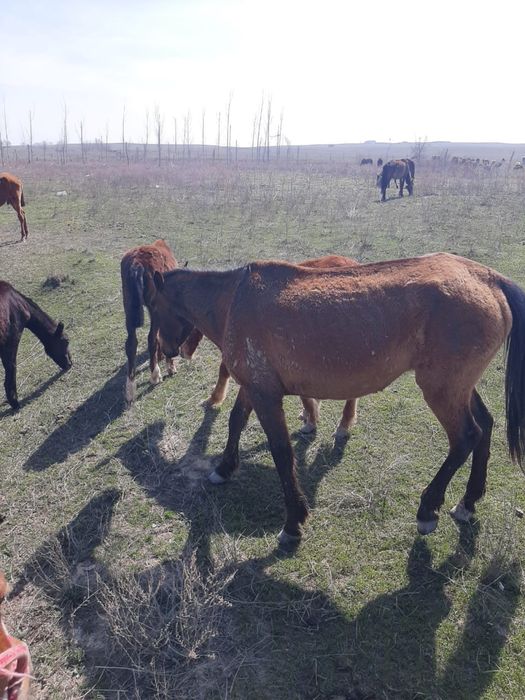 Қысыр биелер сатылады 2Данчак