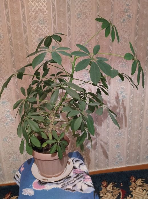 Комнатное растение шеффлера