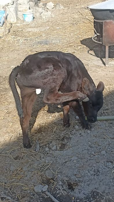 Ona bola sigir sotiladi