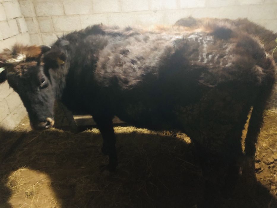 Сүтті сыиыр буаз 3 тума