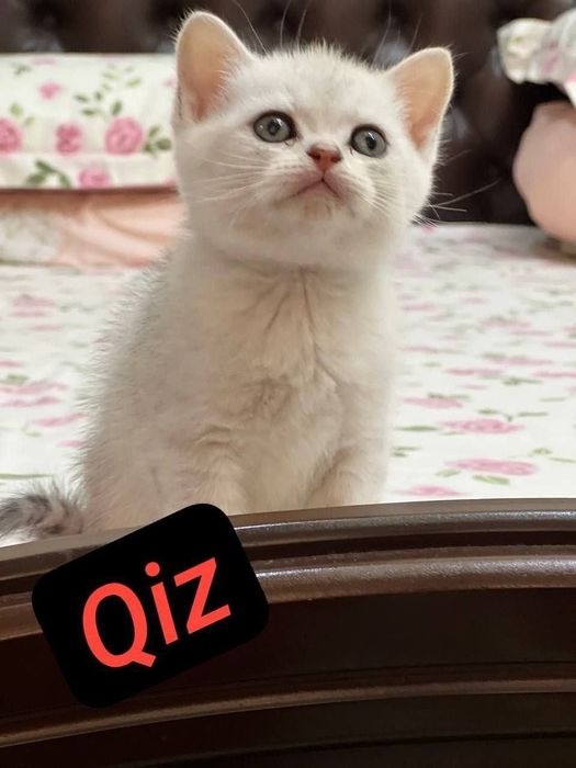 Skotish fold mushukchala скотишфолд котятя