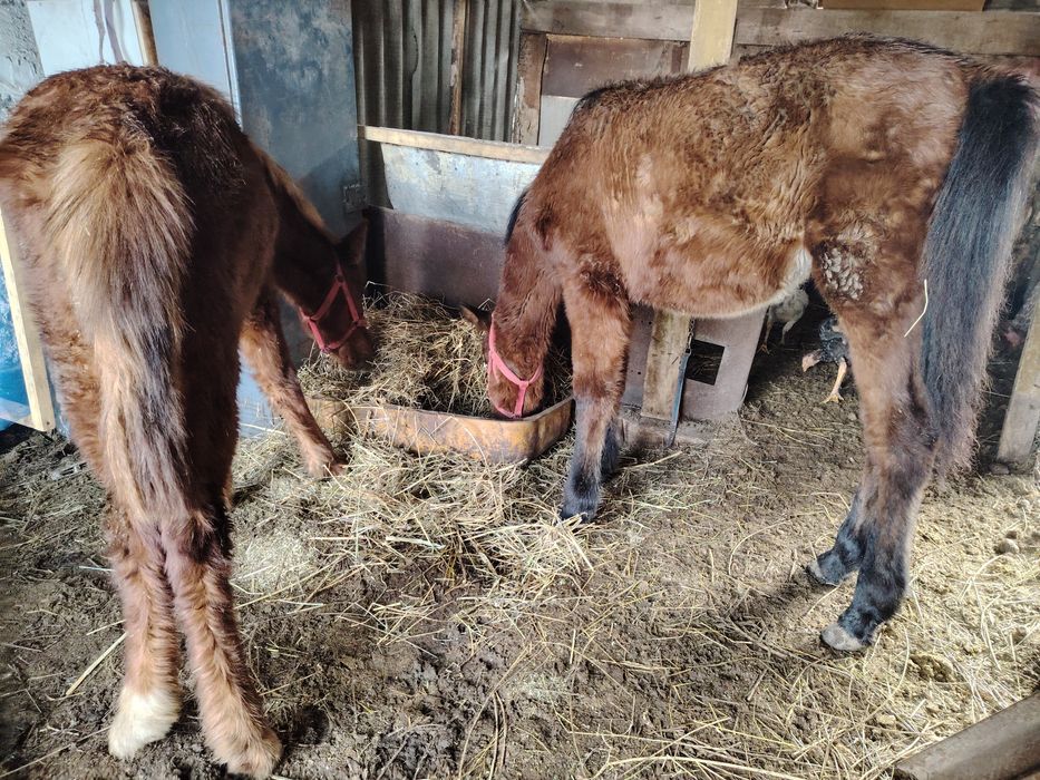 Продам жеребят полугтдавалых