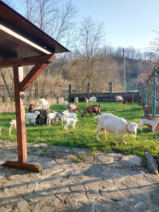 Tapi si iedute de vanzare