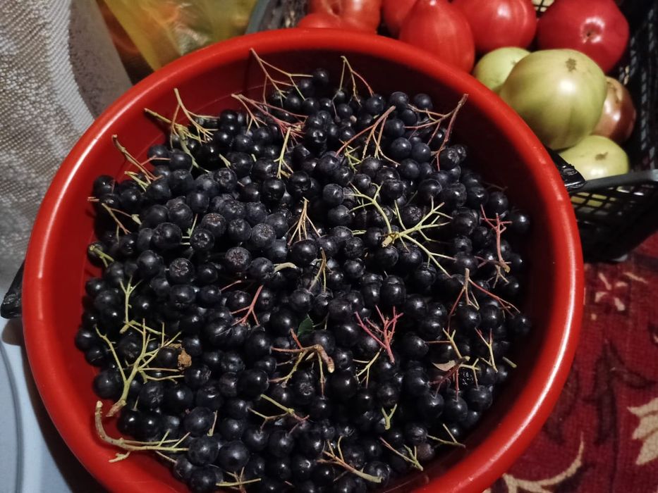 Черноплодная рябина,
