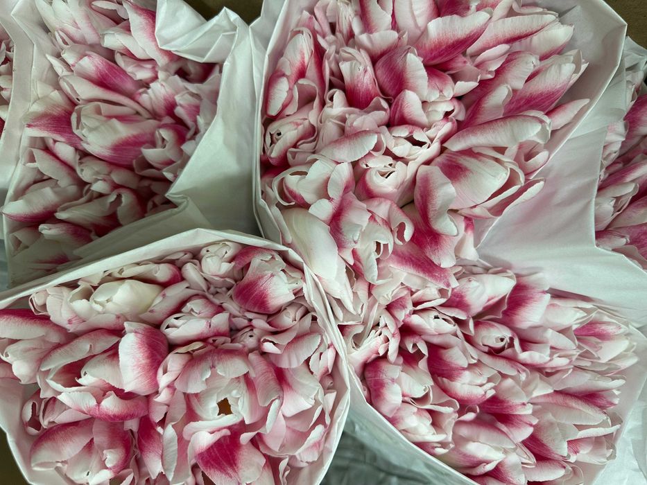 Местные тюльпаны оптом