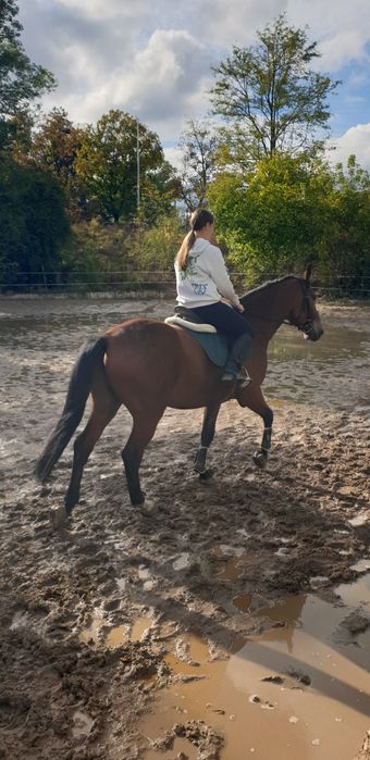 Продавам 6-годишен кастрат