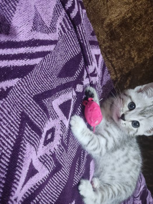 Отдам котенка в добрые руки