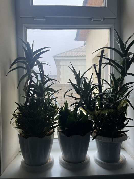 Цветы Гүлдер сатылады Шымкент