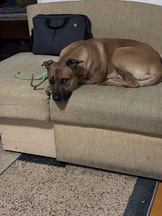 Питбультерьер добряк