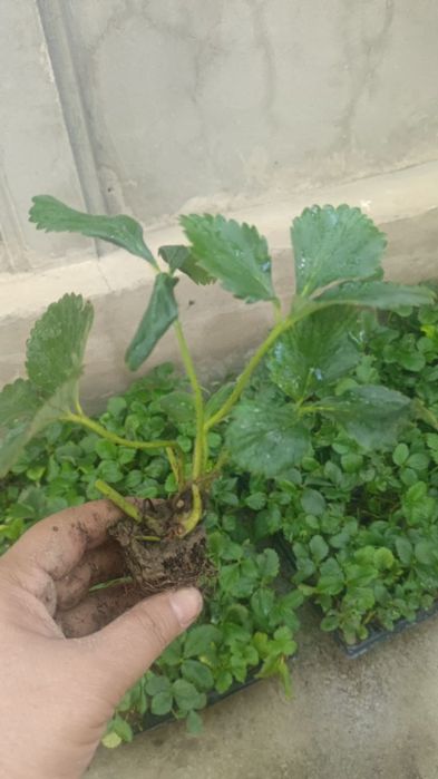 кулпиной клубника