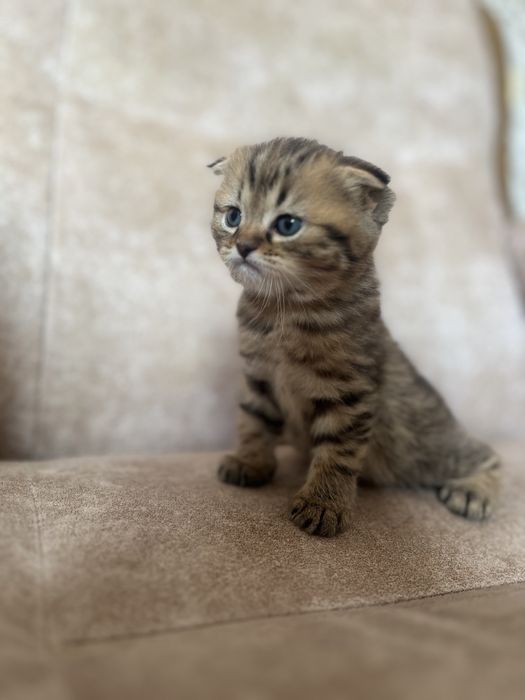 Котята шотландцы. Остался один кот!