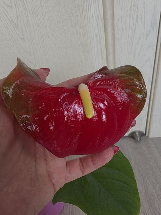 Антуриум Бэби Бумер