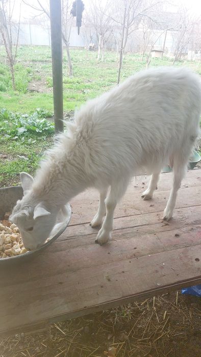 Козы козочки коза