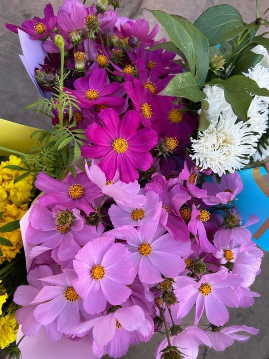 Продам многолетние цветы