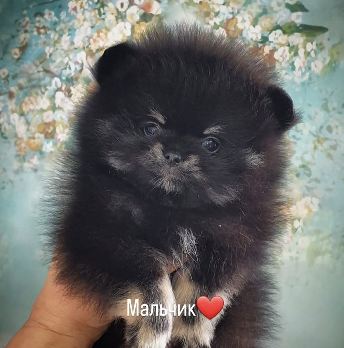 Продаются щенки шпица