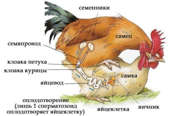 Инкубационные яйца