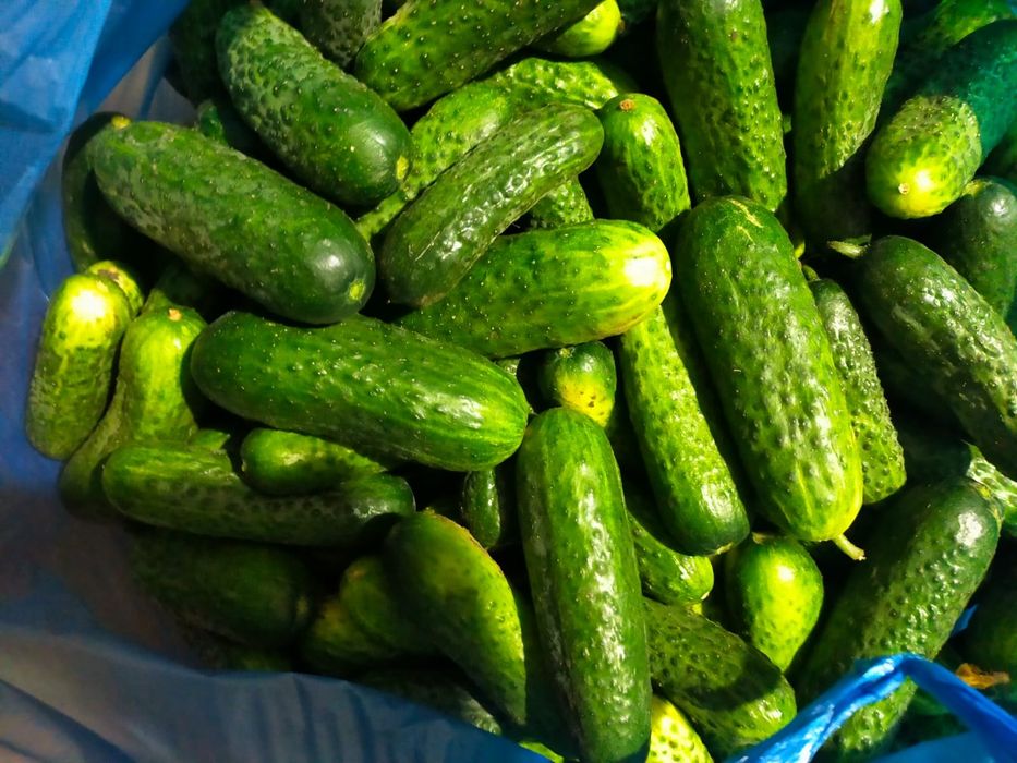 Продам огурцы свежие